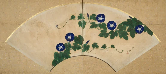 朝顔