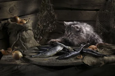 好奇心旺盛な猫と魚