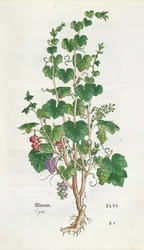 Leonard Fuchs（1501-66）1543によるDe Historia Stirpiumのブドウの木（Vitis Vinifera）植物プレート