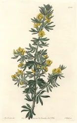 タスマニア（オーストラリア）原産のAdesmia de Loudon - Sarah Anne Drake（1803-1857）のイラストによるS.Wattsの水、Botanical Registerより。