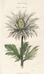 アルパインシーホリー（Eryngium alpinum）