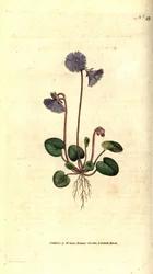 アルパイン・ソルダネラ - Alpine soldanella, Soldanella alpina.William Curtis