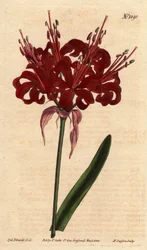 アマリリスのケシ色、濃い真紅の花が一本の足から咲く。Originally from Cape of Good Esperance (South Africa).ケシ色のアマリリス、濃いクリムゾンの花が一本の茎から咲く。喜望峰の原産。アマリリス
