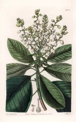 アメリカヤマボウシ - イギリスのSydenham Edwards（1768-1819）のBotanical Registerに掲載されているSarah Anne Drake（1803-1857）のイラストをS.Wattsがエングレーヴィングしたもの。