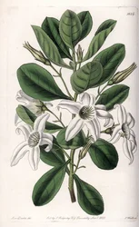 オーストラリア原産のAnthocercis variete - イギリスのSydenham Edwards (1768-1819)のBotanical Registerに掲載されたSarah Anne Drake (1803-1857)のイラストをS.Wattsがエングレービングしたプレート。