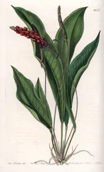 Anthurium gracile - イギリスのSydenham Edwards (1768-1819)のBotanical Registerに掲載されたSarah Anne Drake (1803-1857)のイラストをS.Wattsがエングレーヴィングしたもの。