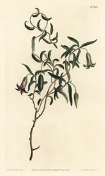 Apple berry or changeable flowered billardiera, Billardiera mutabilis - William Curtis