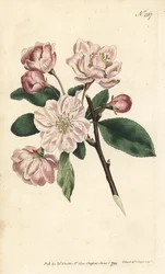 装飾用の花をつけたリンゴの木 - 中国の花リンゴ、Malus spectabilis（Pyrus spectabilis）。ロンドンのWilliam Curtis
