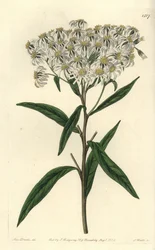 Aster a umbellata - フラットトップアスター、Doellingeria umbellata（アーモンドリーヴド・アスター、Aster amygdalinus）。Sydenham Edwards