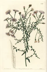 Aster variete - New York aster, Symphyotrichum dumosum (Coris-leaved starwort, Aster coridifolius).Sydenham Edwards