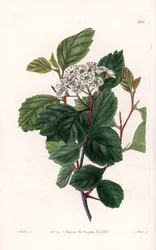 Aubepineまたはwhite thorn、北アメリカ原産 - イギリスのSydenham Edwards（1768-1819）のBotanical Registerに掲載されたSarah Anne Drake（1803-1857）のイラストをS.Wattsがエングレーヴィングしたもの。