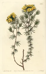 Australian gompholobium variete - Capitate gompholobium, Gompholobium capitatum.Sydenham Edwards