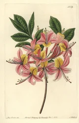 Azalee pontic yellow - 黄色いツツジ、Rhododendron luteum（変化するポンティックツツジ、Azalea pontica versicolor）。Sydenham Edwards