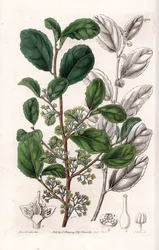 Azara Variete - イギリスのSydenham Edwards (1768-1819)のBotanical Registerに掲載されているSarah Anne Drake (1803-1857)のイラストをS.Wattsがエングレーヴィングしたもの。