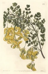 Baguenaudier du Nepal - Water forte by S. Watts from an illustration by Sarah Anne Drake (1803-1857), from Botanical Register