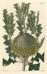 オーストラリア原産のBanksia speciosa - S. Watts strong water、Sarah Anne Drake（1803-1857）のイラストより、Botanical Registerより。