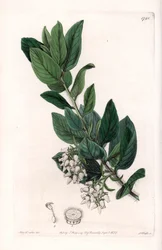 ベアグレープ（カリフォルニア原産） - イギリスのSydenham Edwards（1768-1819）のBotanical Registerに掲載されているSarah Anne Drake（1803-1857）のイラストをS.Wattsがエングレーヴィングしたもの。