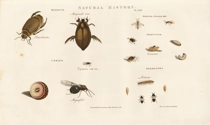 甲虫の種類と発生段階