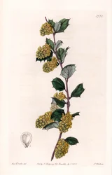 Berberis - イギリスのSydenham Edwards（1768-1819）のBotanical Registerに掲載されているSarah Anne Drake（1803-1857）のイラストをS.Wattsがエングレービングしたプレート。