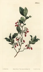 ブラックハックルベリー（Gaylussacia baccata） - William Curtis