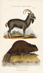 アオヤギとビーバー