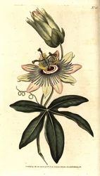 青いパッシフローラ - パッションフラワー（Passiflora caerulea）。William Curtis