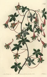 ボリビアのカプチーノ - 5葉のトロパオルーム（Tropaeoleum pentaphyllum）。Sydenham Edwards