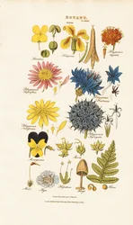 植物分類と異なる植物グループの代表者