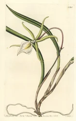 Brassavola perrinii（ペリンのブラサボラ、ブラサボラ・ペリニー）。Sydenham Edwards
