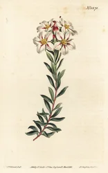 Buchu, Adenandra villosa (Umbel-flowered diosma, Diosma speciosa) - William Curtis