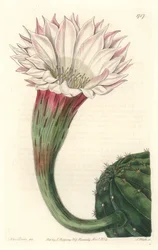 ブラジル原産の花を咲かせたサボテン・ウニまたはボール・オブ・モーゼ - Sarah Anne Drake（1803-1857）のイラストからS.Wattsが描いた強い水、Botanical Registerより。