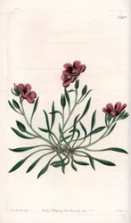アメリカ原産のCalandrinia variete - イギリスのSydenham Edwards（1768-1819）のBotanical Registerに掲載されているSarah Anne Drake（1803-1857）のイラストをS.Wattsがエングレーヴィングしたプレート。