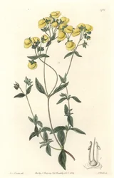 Calceolaire or small slipper or purse of lady, native to Chile - Water forte by S. Watts from an illustration by Sarah Anne Drake (1803-1857), from Botanical Register