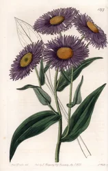 California Erigeron - イギリスのSydenham Edwards(1768-1819)のBotanical Registerに掲載されたSarah Anne Drake(1803-1857)のイラストをS.Wattsがエングレーヴィングしたもの。