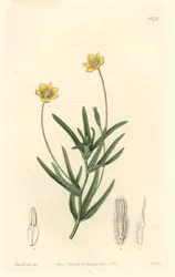 California Platystemon - S. Watts Strong Water、Sarah Anne Drake (1803-1857)のイラストより、Botanical Registerより。