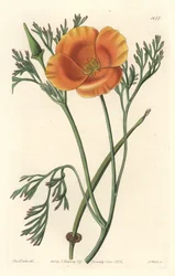 California poppy or American poppy - S. Watts strong water from an illustration by Sarah Anne Drake (1803-1857), from the Botanical Register
