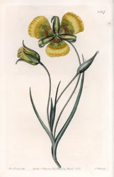 黄色い大輪の花を咲かせるCalochortus - イギリスのSydenham Edwards（1768-1819）のBotanical Registerに掲載されているSarah Anne Drake（1803-1857）のイラストをS.Wattsがエングレービングしたボード。