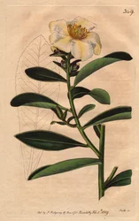ツバキ（Camellia）ペナン、花に黄味を帯びた白い花を咲かせる。Camellia axillaris（カメリア・アキシラリス）。William Curtis
