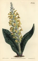 ケープヒヤシンス（ニセアカシア） - 斑入りの葉を持つ蘭のようなラケナリア、Lachenalia orchioides。William Curtis