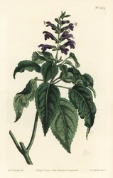 カリビアン・セージ - Salvia lamiifolia（紫花のセージ、Salvia amoena）。William Curtis