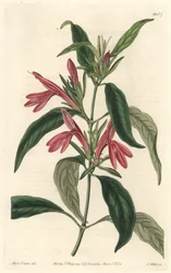 カルマンチン、ブラジル原産 - サラ・アン・ドレイク（1803-1857）のイラストからS.ワッツが描いたウォーターフォルテ、植物図鑑より