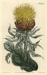 Centauree a grosse tête - Giant Knapweed or large-headed yellow centaury, Centaurea macrocephala.William Curtis