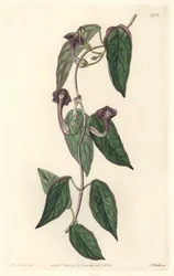 インド原産のCeropegia elegant - Sarah Anne Drake (1803-1857)のイラストからS.Wattsが描いた強い水、Botanical Registerより。