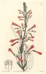 Chelone（またはGalane）にはバレリアンの葉があり、カリフォルニア州原産 - S. Wattsの強い水、Sarah Anne Drake（1803-1857）のイラストより、Botanical Registerより。