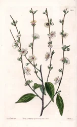 桜の木 - イギリス、Sydenham Edwards（1768-1819）のBotanical Registerに掲載されたSarah Anne Drake（1803-1857）のイラストをS.Wattsがエングレービングしたボード。