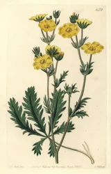 Cinquefoil dressee - Jagged-leaved cinquefoil, Potentilla laciniosa（ギザギザの葉のキンギョソウ）。Sydenham Edwards