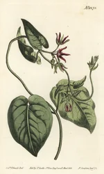 クライミングミルクバイン、Matelea obliqua（Virginian cynanchum, Cynanchum discolor）。William Curtis