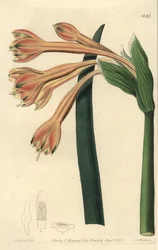 Clinanthus fulvus (Tawny coburgia, Coburgia fulva).Sydenham Edwards