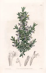 Clinopodium Variete - イギリスのSydenham Edwards (1768-1819)のBotanical Registerに掲載されたSarah Anne Drake (1803-1857)の図版をS.Wattsがエングレービングしたもの。
