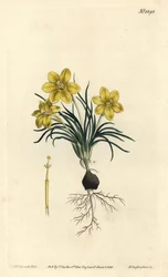 Clockflower, Moraea fugacissima (Narrow-leaved galaxia, Galaxia graminea).William Curtis